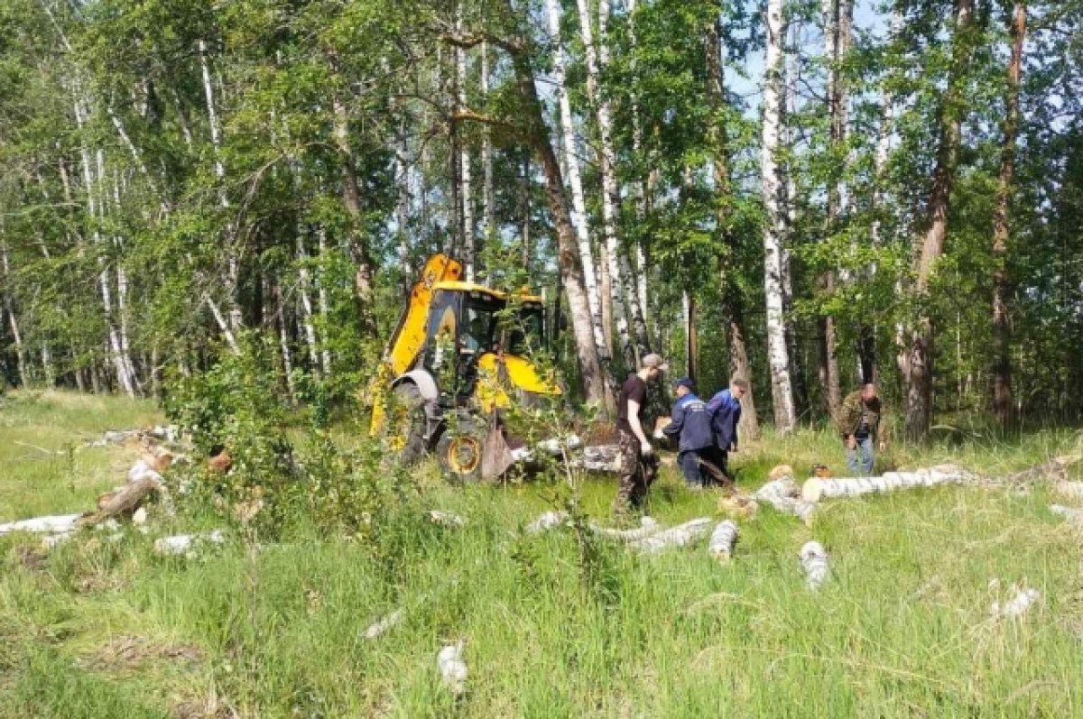 Вдоль Сельдинского шоссе в Ульяновске срубили 138 опасных деревьев | АиФ  Ульяновск