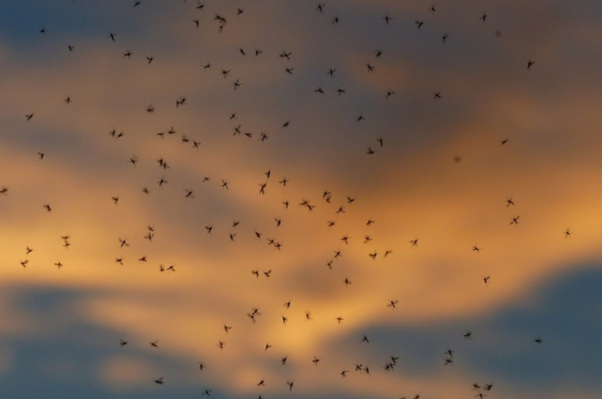 Эколог Марьинский объяснил, чем пьяные люди привлекают комаров