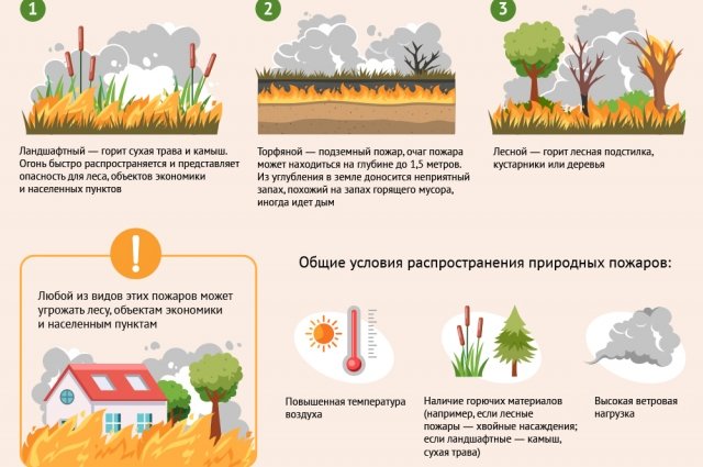 Какие виды природных пожаров бывают в России? | Природа | Общество |  Аргументы и Факты