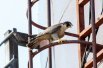 Эта семья соколов - единственный в стране успешный пример наблюдения за хищными птицами в черте города.