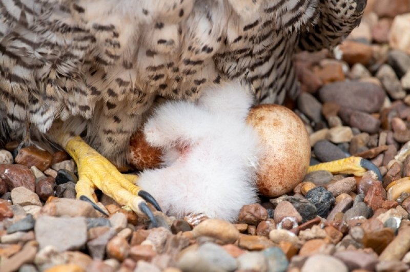 Самка охраняет первого птенца и яйца.