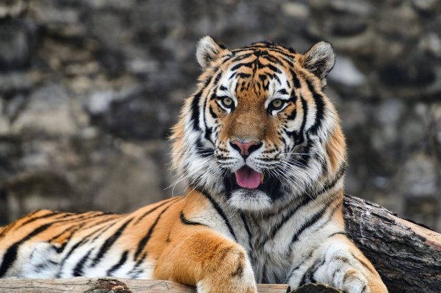 Тигр в Московском зоопарке.
