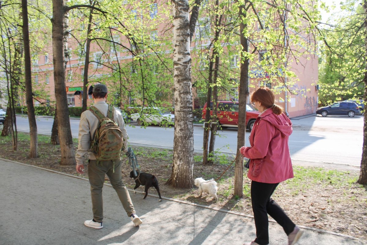 Собянин: москвичи смогут бесплатно привить собак от бешенства