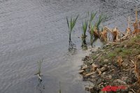 В Оренбуржье в пруду утонул мужчина