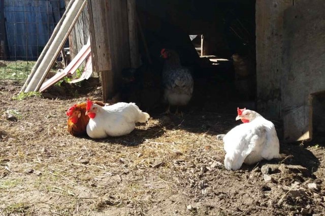 Под угрозой – всё поголовье кур, в т.ч. в домашних хозяйствах.