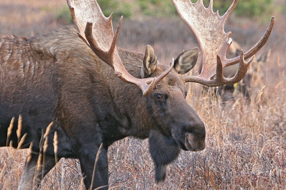 Охота на лося – способы, тактика, оружие и боеприпасы
