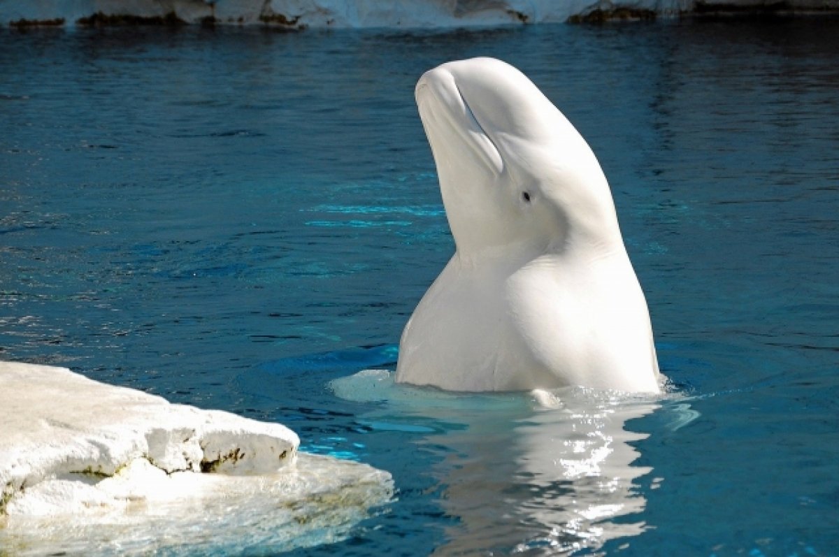 «Русского кита-шпиона» заметили у берегов Швеции
