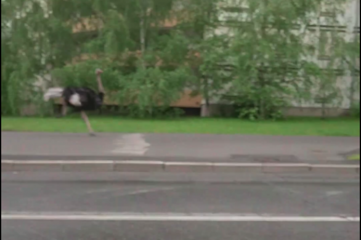 В Москве заметили бегающего по улицам страуса
