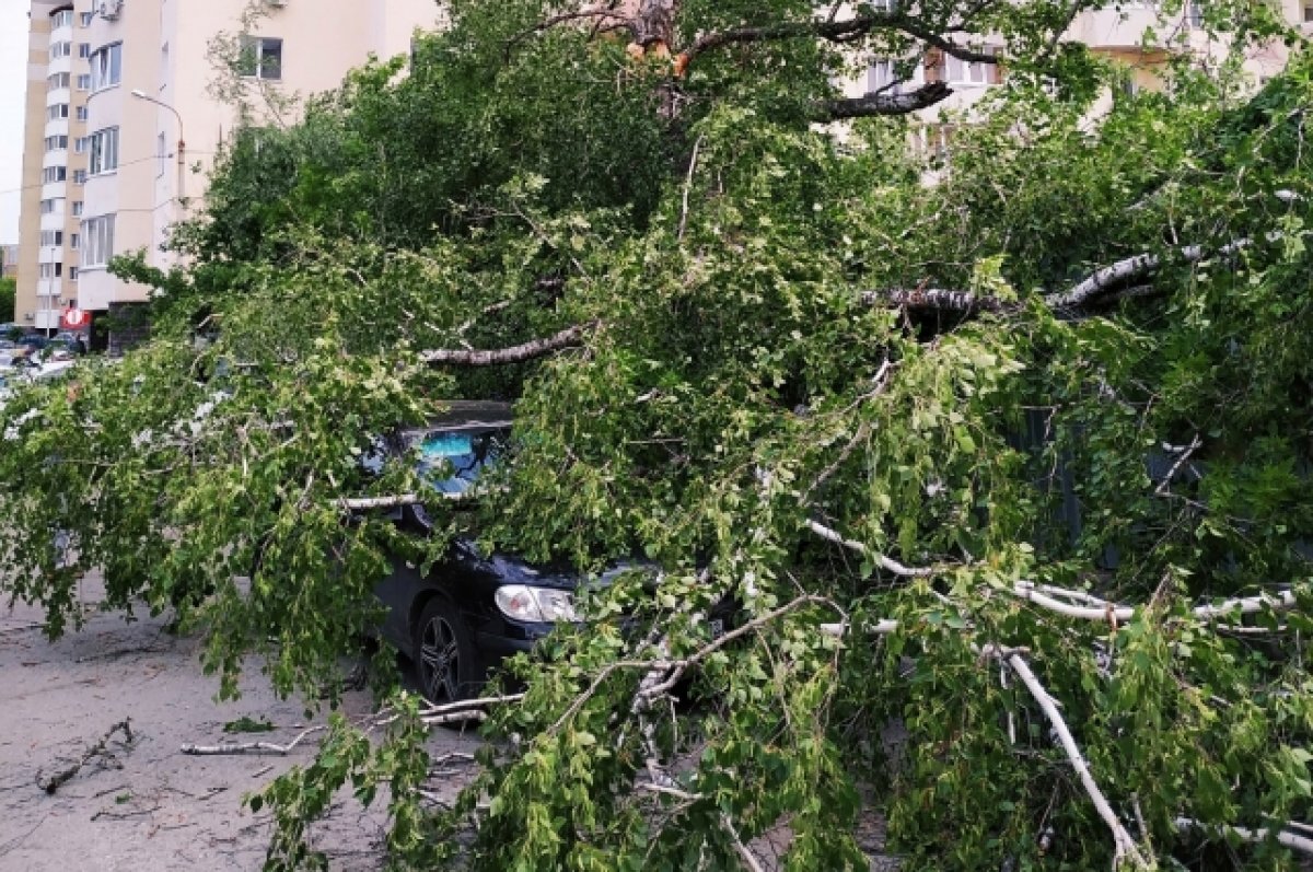 В Уфе дерево рухнуло на мужчину, выходящего из «Ниссан-Альмера» | АиФ Уфа