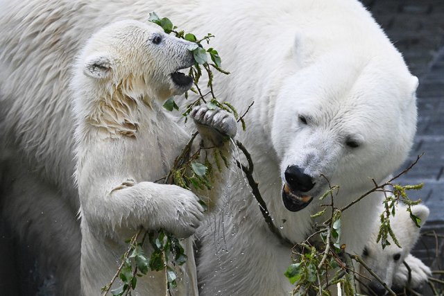 Игры белых медвежат в Новосибирском зоопарке