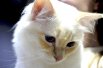 Подобные выставки - это возможность увидеть самых необычных кошек. Великолепный кот приехал из Перми, чтобы показать нетипичный для породы «Священная Бирма» окрас золото на белом.