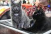 Два дня пролетели одним мигом. Выставка улыбкой чеширского кота попрощалась с участниками и посетителями до новых встреч.