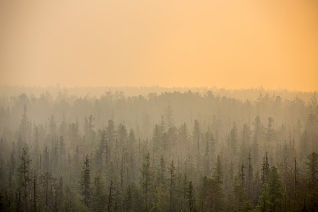 На долю лесов приходится более 50% всей территории региона. 