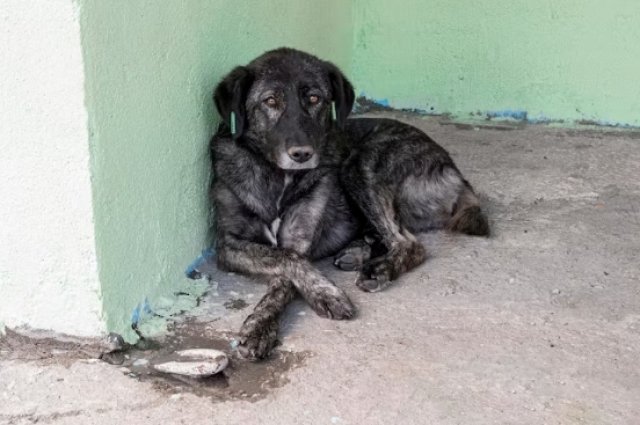 В Орске отловят бездомных собак