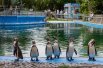 Эта дружная семья пингвинов появилась в зоопарке два года назад.
