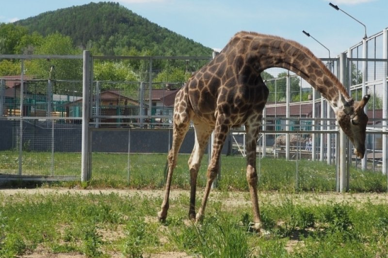 Жирафу по душе теплая погода. Сотрудники парка говорят, что когда их выпустили в вольер, они резвились как дети.