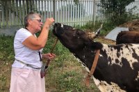 Разведением аборигенной породы коров занимаются в 14 районах республики и в Якутске. Но этот вид всё равно - исчезающий.