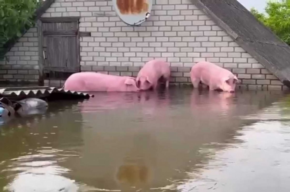 В затопленной Корсунке чудом спаслось стало свиней, заплывших на сарай |  Происшествия | Аргументы и Факты