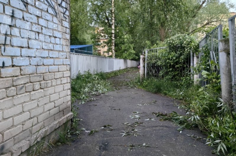 За углами также остались части деревьев.