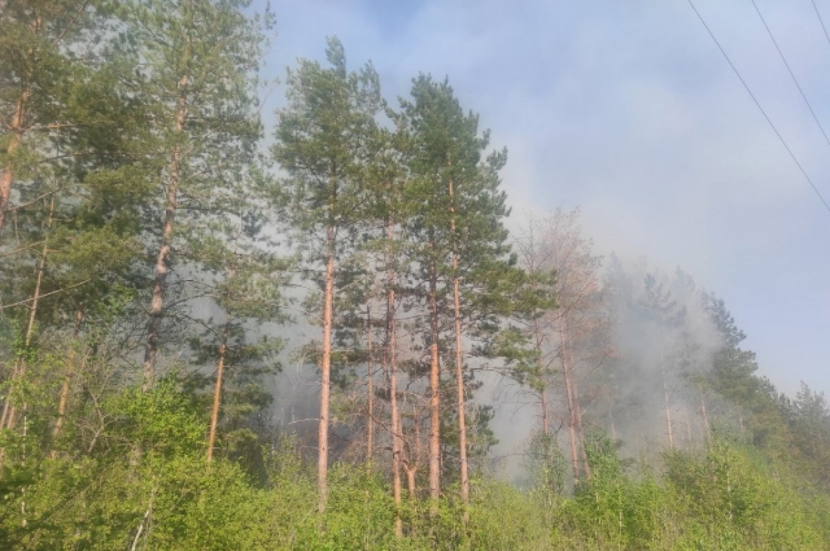 В Алтайском крае произошло два лесных пожара