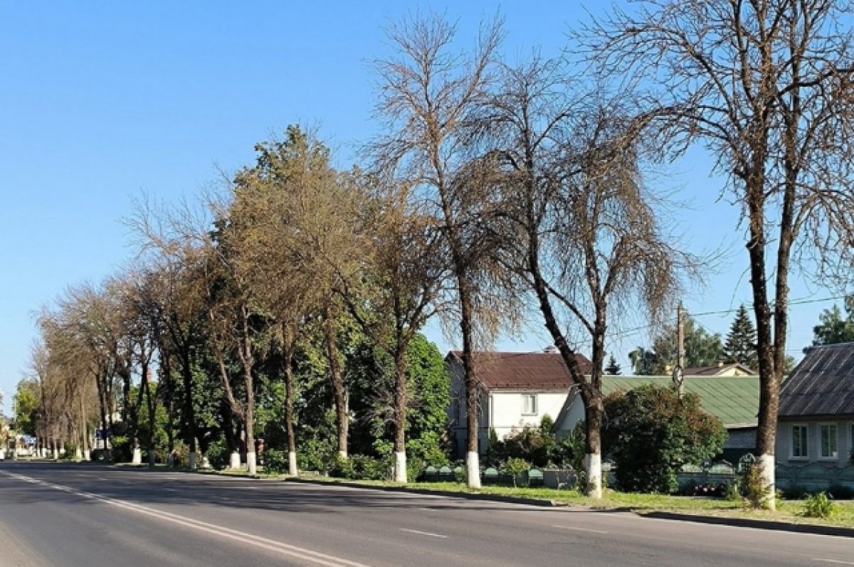 Городские власти Брянска приняли решение спилить более 850 больных деревьев
