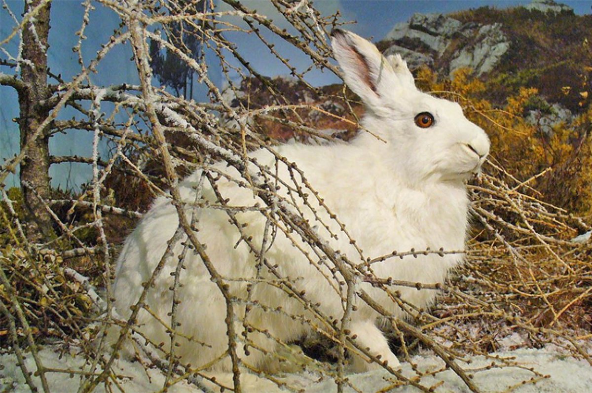 В Якутии пенсионер спас зайцев от паводка