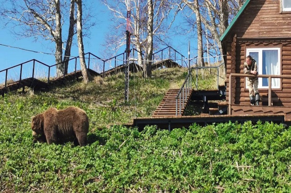 Почти каждое утро медведь приходит к домику на кордоне на Камчатке | АиФ  Камчатка