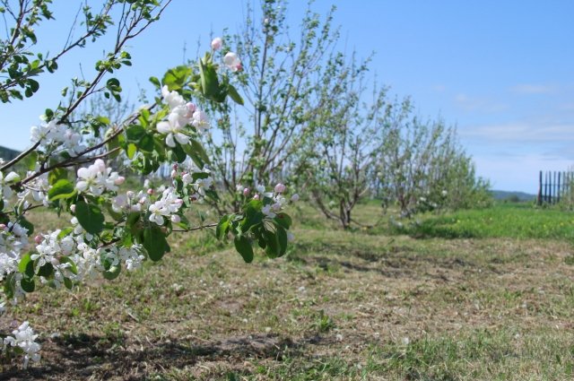 Цветение яблоневого сада в селе Ольховка. Наталья Васильева