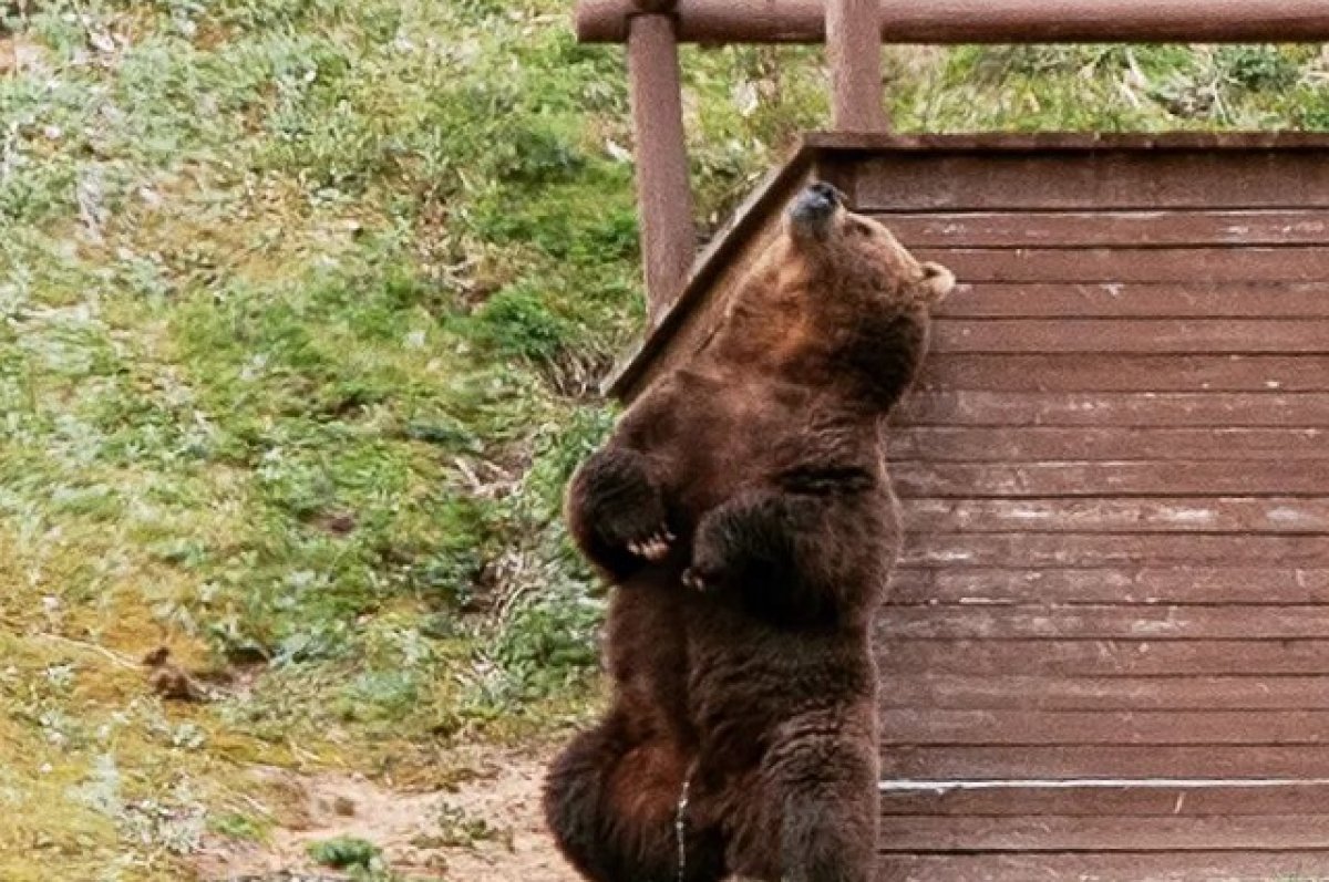 Медведь фото. Медведь трется о дерево. Камчатка медведи. Vtldtlm nhtncz j lthtdj.