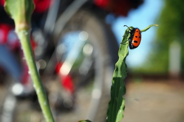 Оренбуржцев тревожат насекомые-цветоеды