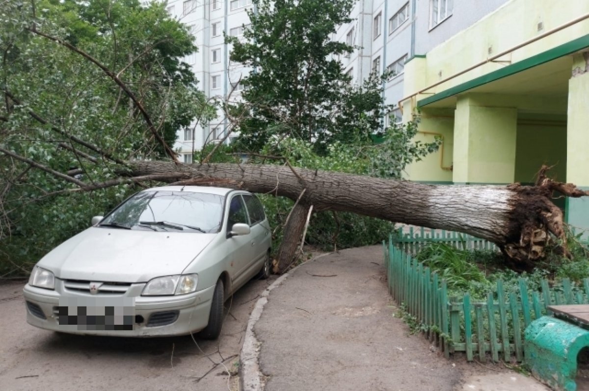 Из-за сильного ветра на «Мицубиси» в Балакове рухнуло дерево | АиФ Саратов