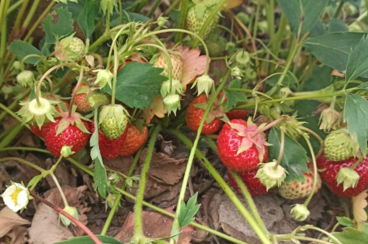 РСХБ прогнозирует рост производства ягод