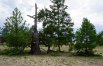 Лиственница «Страж Ольхона» из Иркутской области. Дереву 780 лет, высота – 9 метров. 