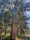 Тис на курильском острове Кунашир (Курильская гряда, Сахалинская область). По данным заявителя, дереву 1000 лет. Высота дерева 15 метров.