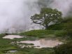 Береза Эрмана, растущая в Долине гейзеров на Камчатке. Возраст – 300 лет, высота – 14 метров.