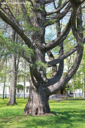 Лиственница из дворцово-паркового ансамбля «Марьино». Парк разбили в XIX веке английские садовники по заказу князя И.И. Барятинского. Возраст дерева – 226 лет, высота – 26 метров.