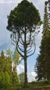 Сосна кедровая в парке «Монрело» в Ленинградской области, который создавали итальянские архитекторы. Из-за необычной формы дерево называют «Кедр-лира». Возраст – 230 лет, высота – 17 метров.