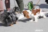 В Оренбуржье хозяев собак будут штрафовать за нарушение правил выгула животных.