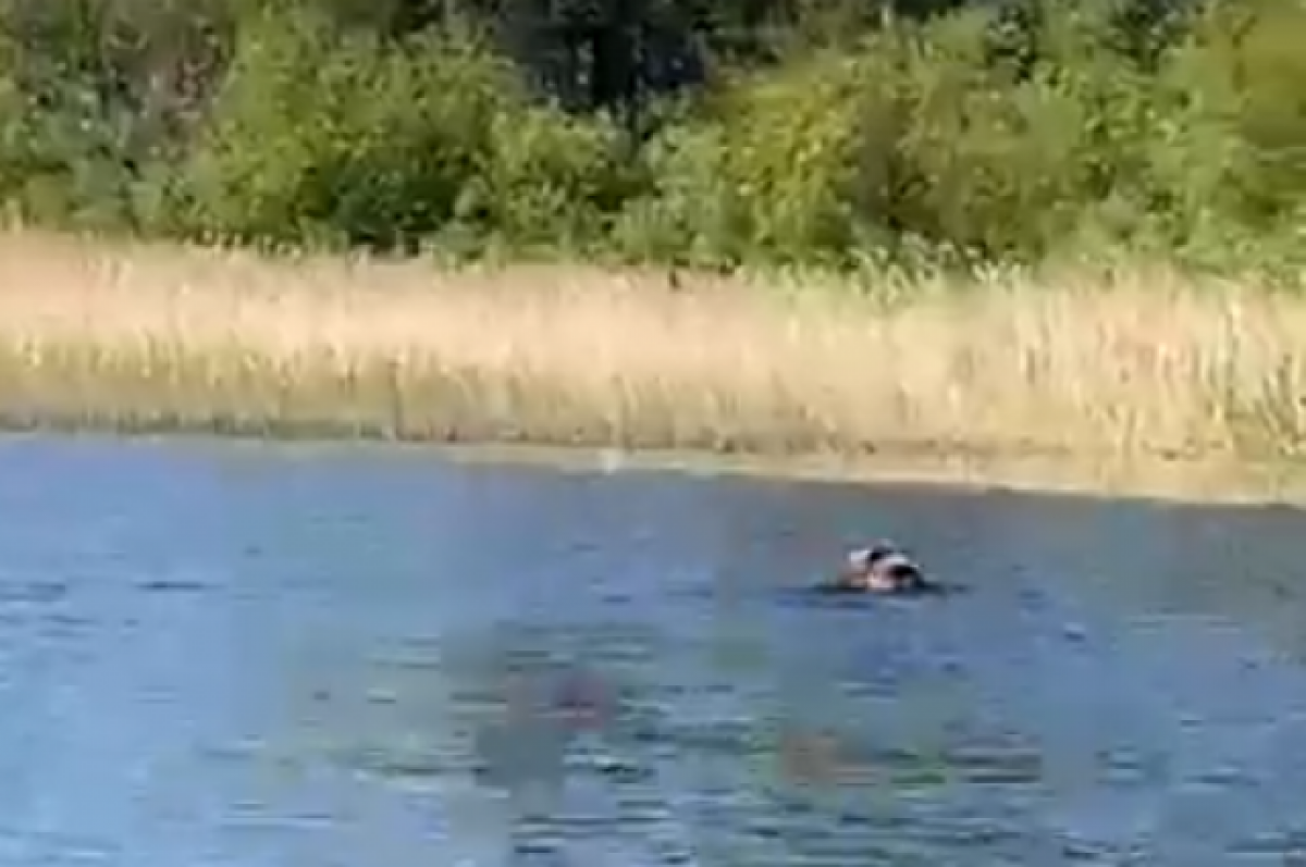 Река. Плавать в речке. Медведь на реке. Медведь на реке Лютога. Рыбак заметил что гребни