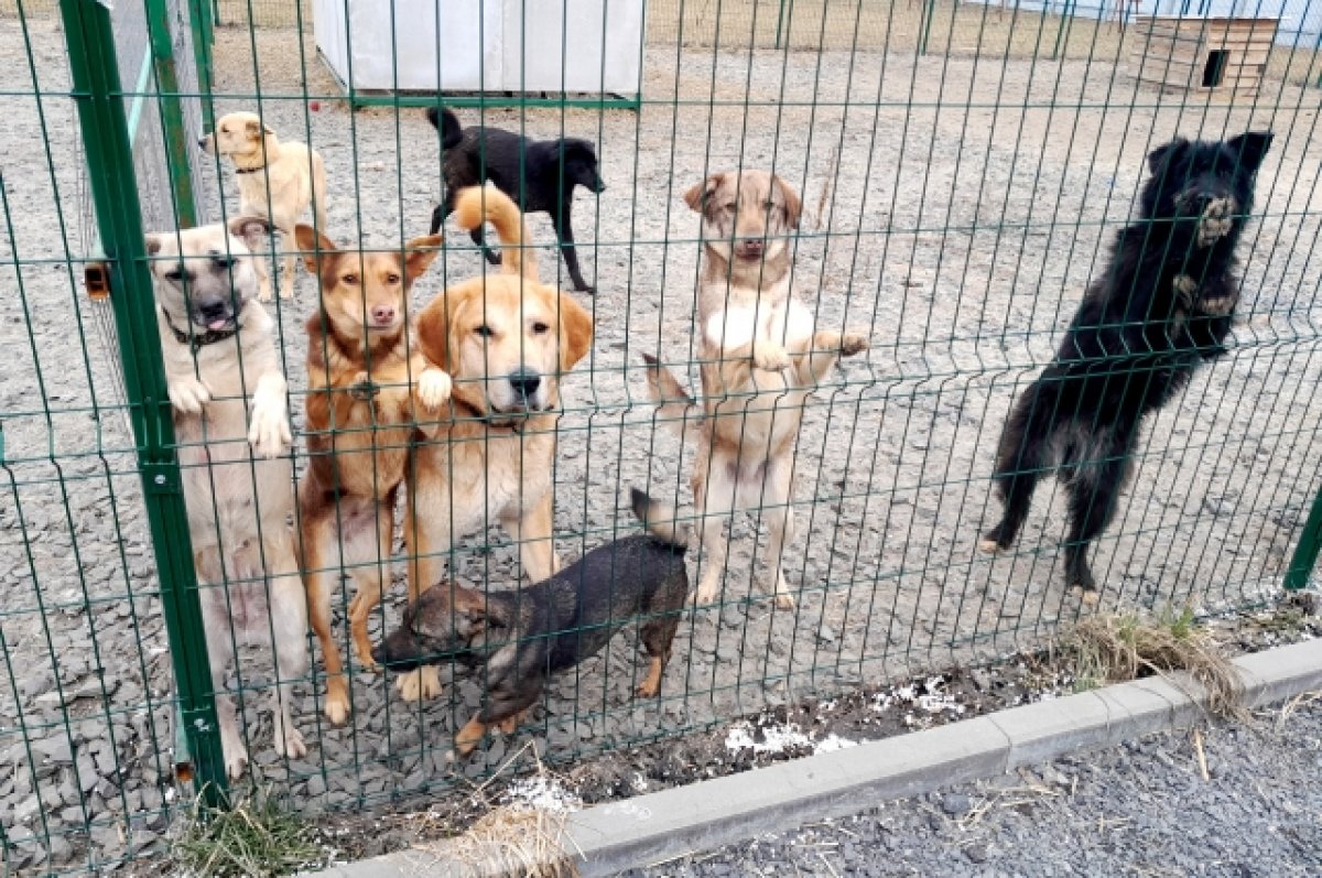 В Сургуте приступили к строительству приюта для бездомных животных | АиФ  Югра