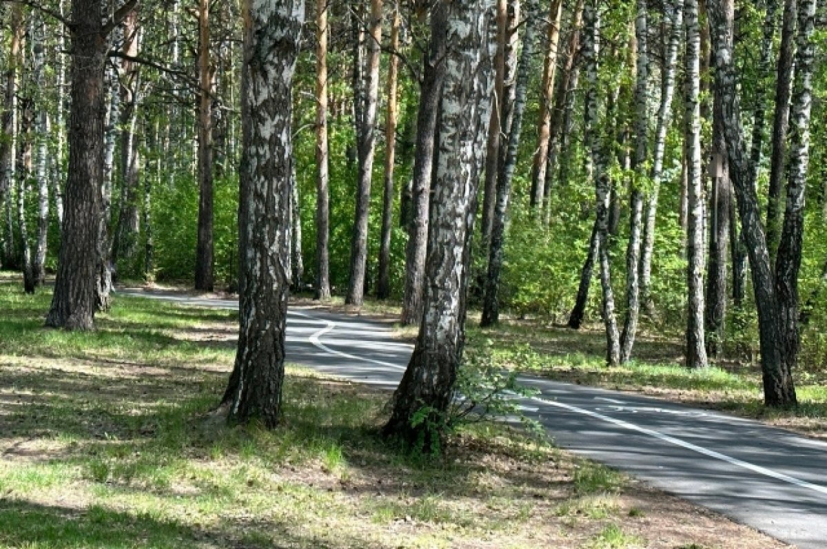 Гилевская роща прокат. Гилевская роща Тюмень. Тюмень Гилёвская роща Гилёвская роща 18. Лесопарк «Гилевская роща». Гилевская роща Тюмень птицы.