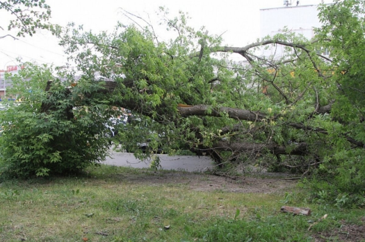 На улице Оборонной в Туле упавшее дерево задело три автомобиля | АиФ Тула