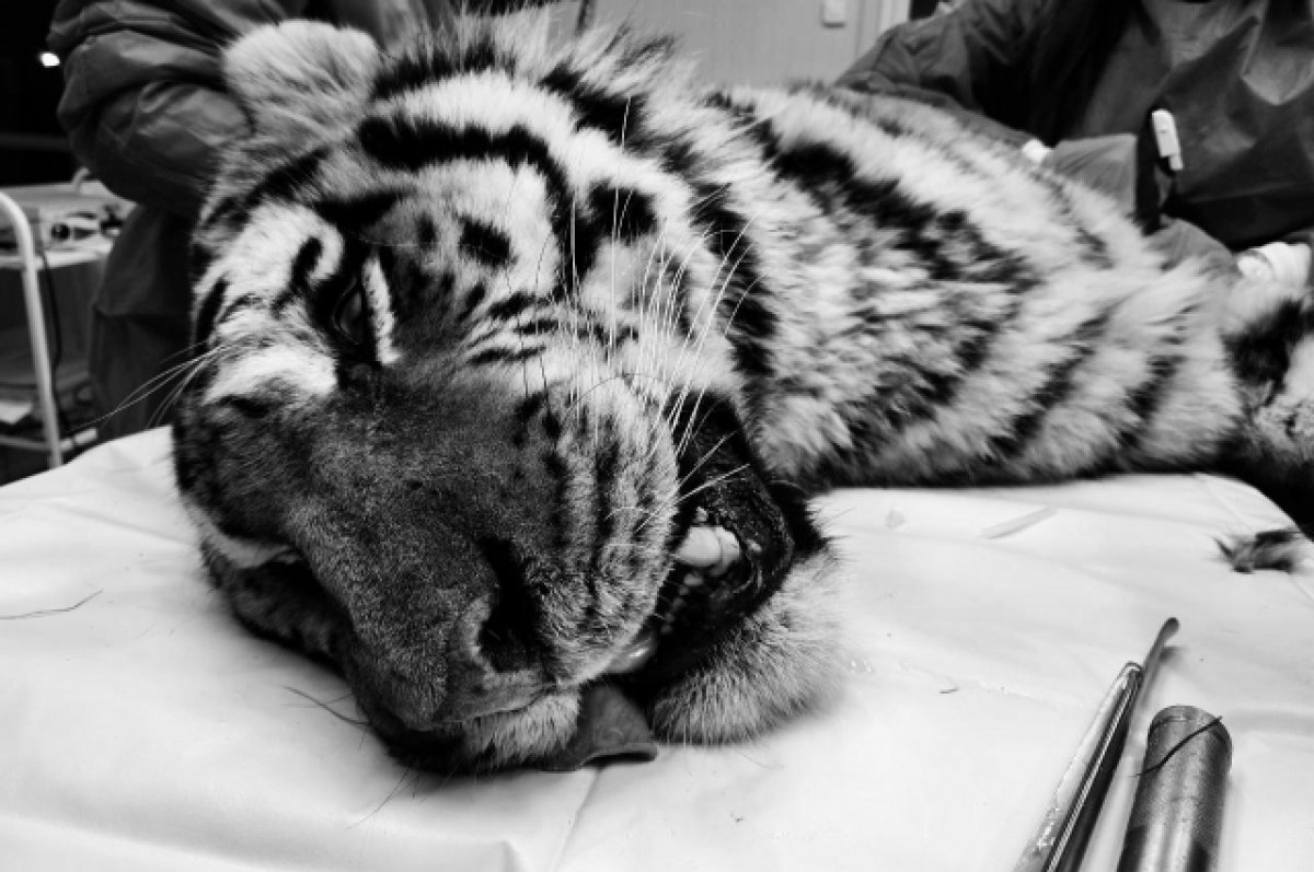 Тигрицу, нападавшую на домашних животных, выпустили в тайгу | ОБЩЕСТВО |  АиФ Владивосток