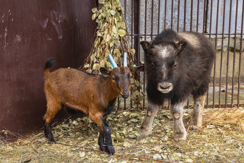 К телочке подселили подружку - годовалую камерунскую козу Пепу, так как овцебыки не могут жить одни.