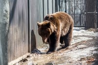 По мнению властей, медведей гонит из леса голод и прикармливают сами люди.