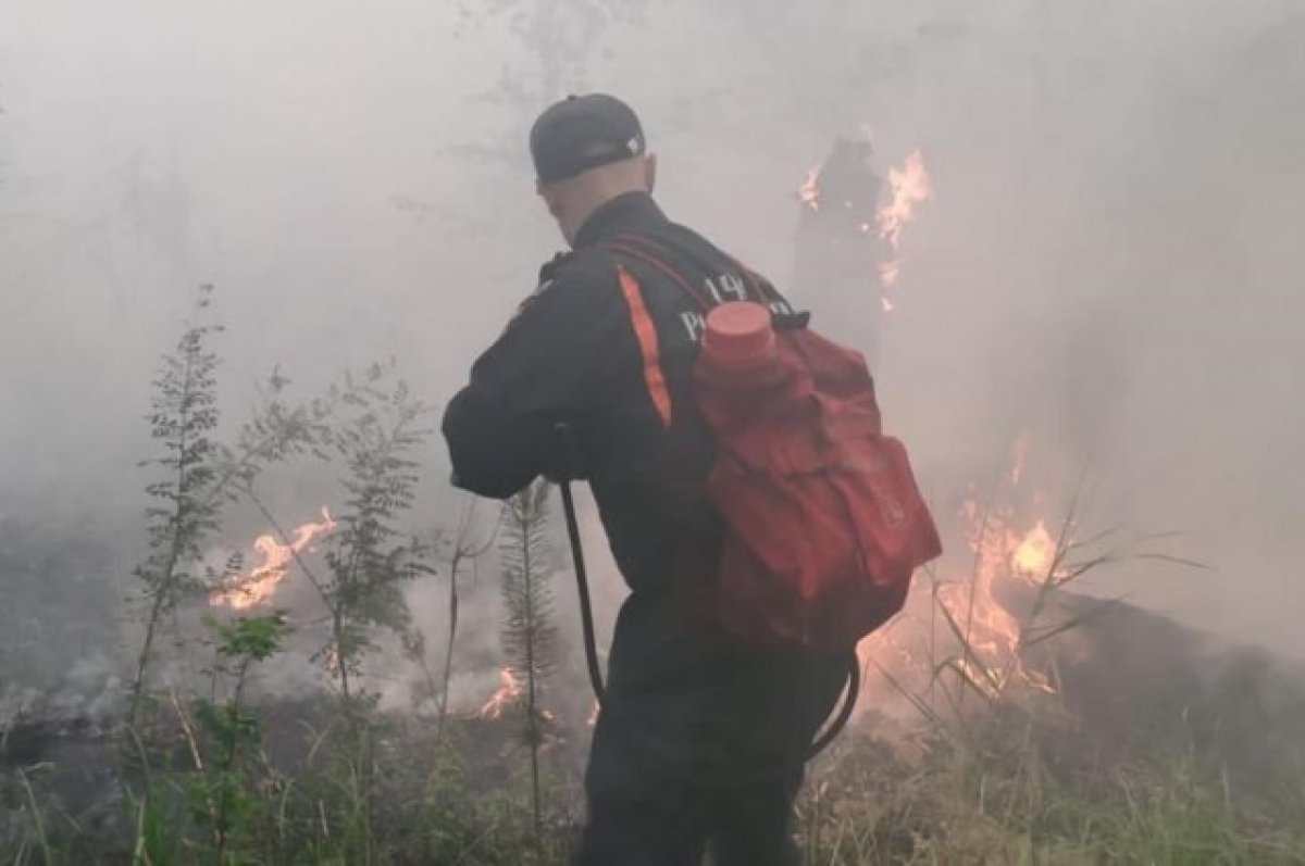 Поджог? Из-за мощного лесного пожара на Алтае возбудили уголовное дело