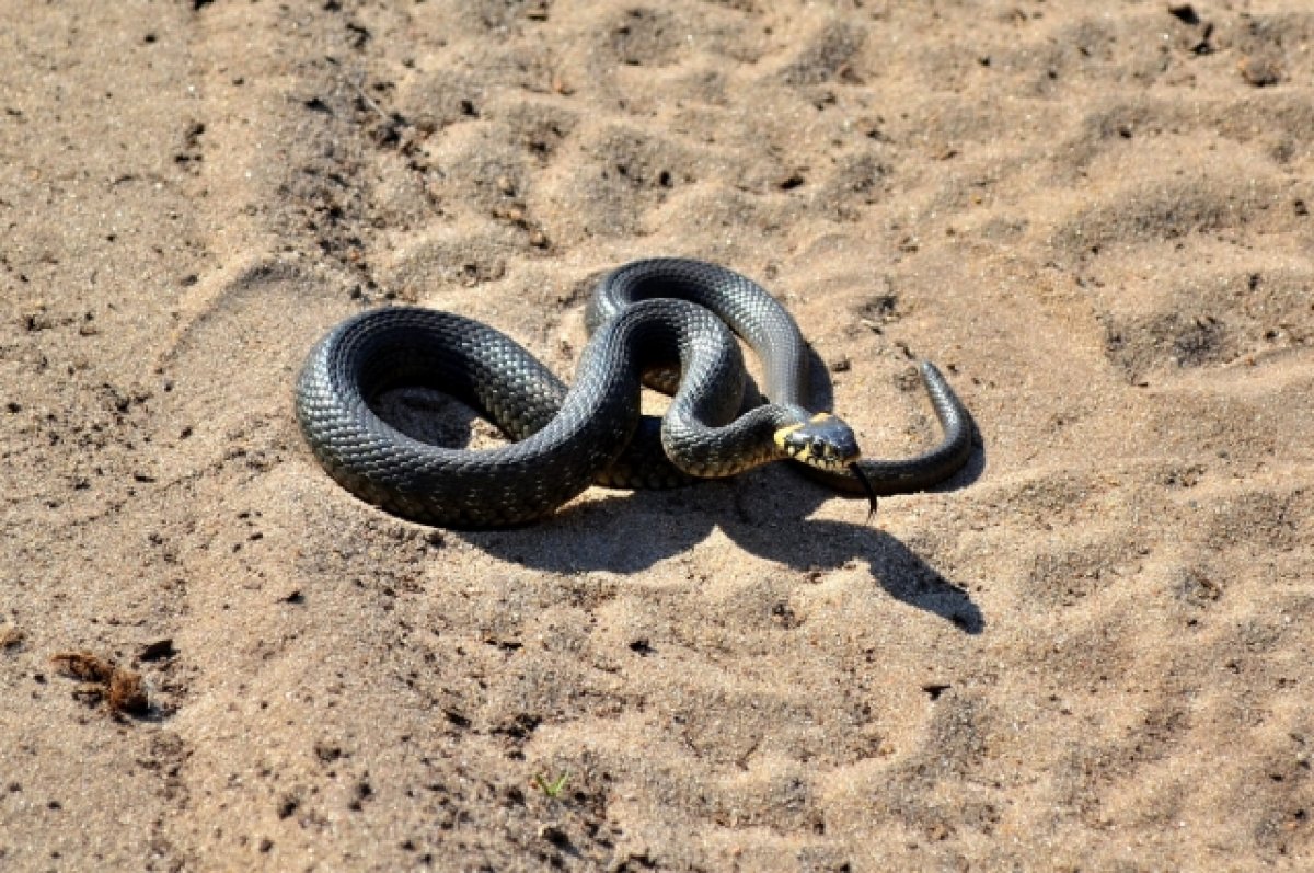 Биолог Глазков объяснил, что делать при встрече со змеей