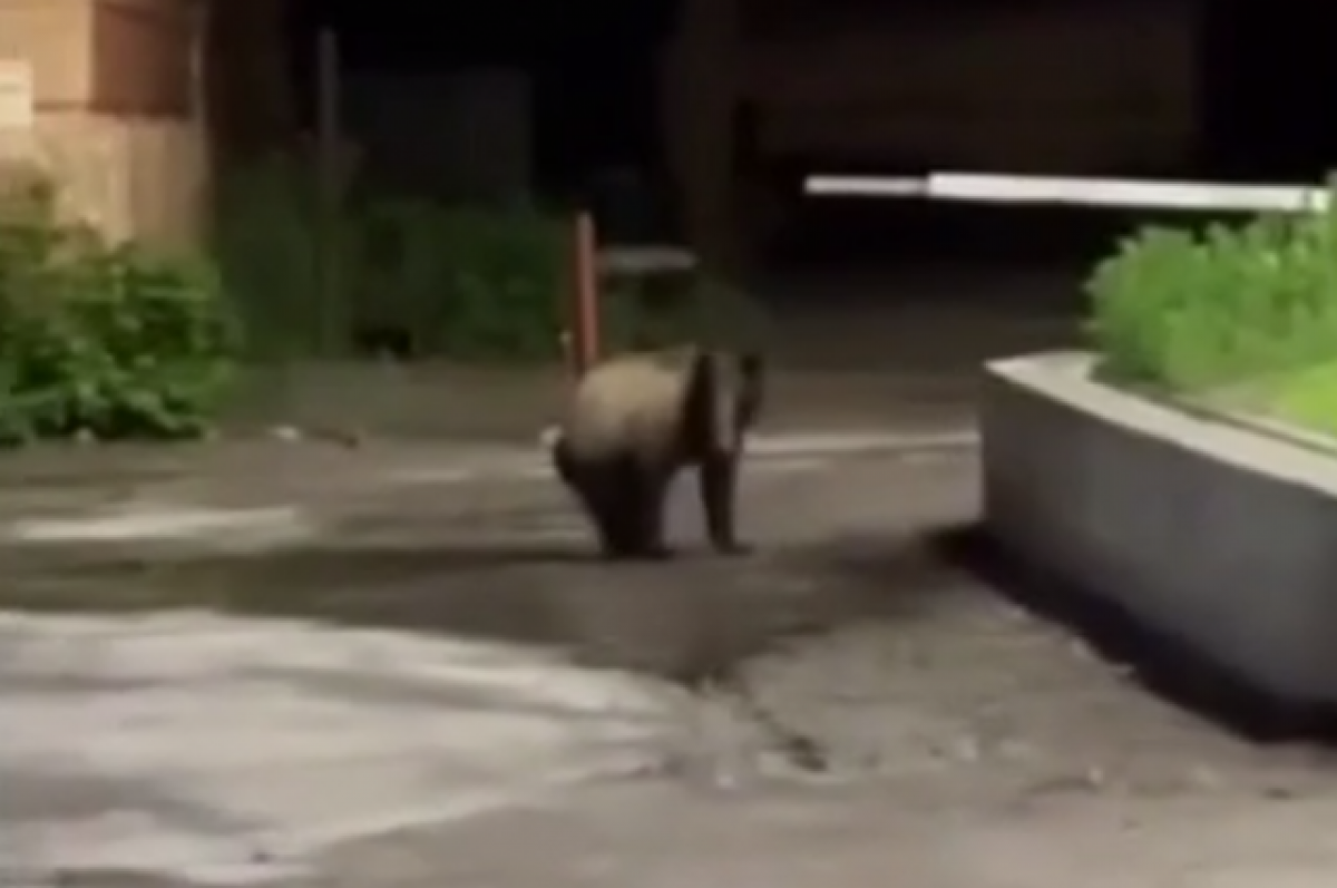 В Томске застрелили медведя, который бегал по центру города ночью
