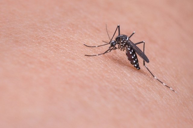  Комары могут быть переносчиками личинок круглых гельминтов, дирофилярий. 