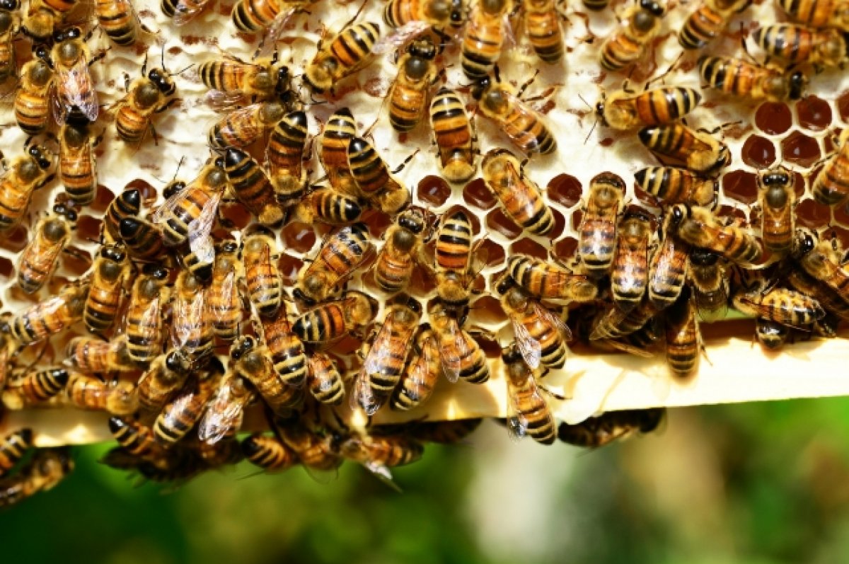 В Башкирии два ребёнка пострадали от укусов 465 пчёл